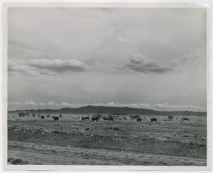 [Cattle near Fort Stockton]