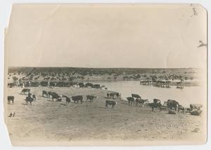 Primary view of object titled '[Cattle at Water Tank]'.