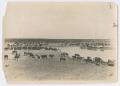 Thumbnail image of item number 1 in: '[Cattle at Water Tank]'.