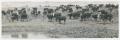 Primary view of [Cattle Grazing by Stock Pond]