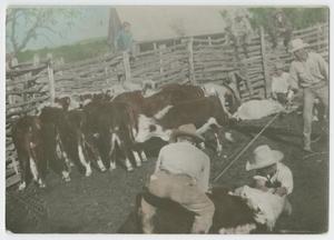 Primary view of object titled '[Cowhands and Boy with Cattle]'.