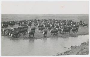 [Hereford Cattle at Stream]