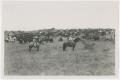 Primary view of [Cowhands and Shorthorn Cattle]