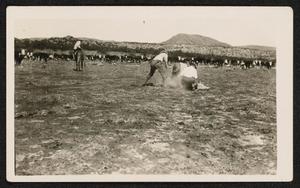 Primary view of object titled '[Four Cowhands Branding in Field]'.