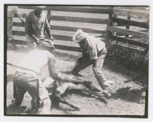 Primary view of [Cowhands Branding at Duncan Ranch]
