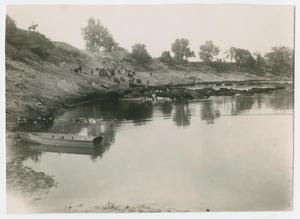 Primary view of object titled '[Cattle in Hillside Pond]'.