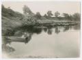 Thumbnail image of item number 1 in: '[Cattle in Hillside Pond]'.