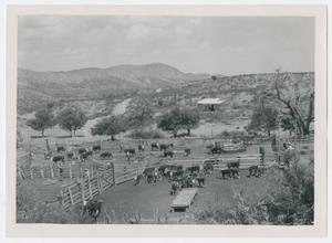 Primary view of object titled '[Cattle in Wooden Corrals]'.