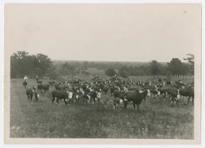 Primary view of object titled '[Cattle and Cowhands in Pasture]'.