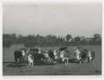 Photograph: [Cattle in English Countryside]