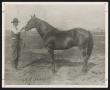 Primary view of [Cold Duck the Horse and Cowhand]