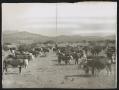 Photograph: [Cattle in Pasture with Hills]