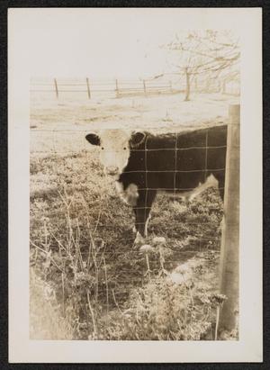 Cow behind a wire fence