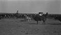 Primary view of [Women in Buggy with Cattle]