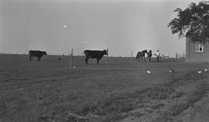 [Cattle and Horses at Mr. Winn's Farm]