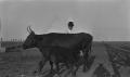 Thumbnail image of item number 1 in: '[Calf and Cow at Mr. Winn's Farm]'.