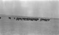 Thumbnail image of item number 1 in: '[Buffalo on Plain]'.
