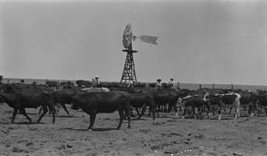 [Cattle with Windmill at Shroeter's Farm]