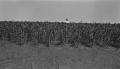 Primary view of [Man in Cornfield]