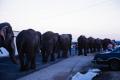 Photograph: [Circus Elephants Lined Up]