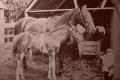 Photograph: [Early Abilene Horses]