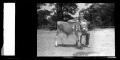 Photograph: [Photograph of a Boy with a Cow, Cleveland Dairy Days]