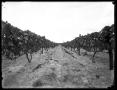Thumbnail image of item number 1 in: '[View of Grape Crops]'.
