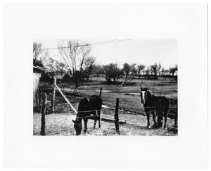 Primary view of object titled 'Campbell Farm Site'.