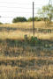 Primary view of [Cacti By Fence]