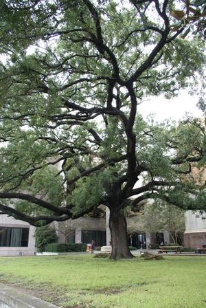 [Tree on Courthouse Grounds]