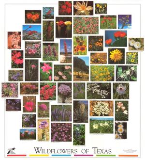 Primary view of object titled 'Wildflowers of Texas'.