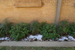 [Plants Outside of Building]