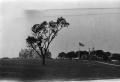 Photograph: [Tree in Front of Three Buildings]