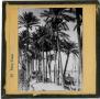 Photograph: Glass Slide of Palm Trees