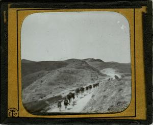 Glass Slide of Camel Train to Jericho (Palestine)