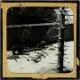 Photograph: Glass Slide of Two Black Bears in a Zoo Enclosure