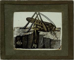 Glass Slide of Drawing of a Locust (Grasshopper)