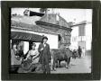 Photograph: Glass Slide of Women in Sledge Pulled by Oxen