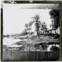 Photograph: Glass Slide of Palm Trees by Water with Town in Background