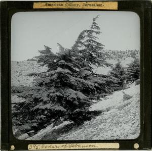 Primary view of object titled 'Glass Slide of Cedars of Lebanon (Lebanon)'.