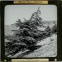 Photograph: Glass Slide of Cedars of Lebanon (Lebanon)
