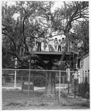 Primary view of object titled '[Children in Tree House at the Emily Fowler Library]'.