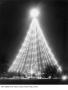 Photograph: [Zilker Park Christmas Tree]