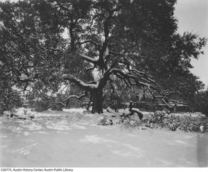Treaty Oak with snow