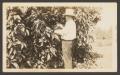 Photograph: [A Man Standing Next to Fruit Tree]