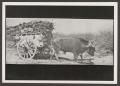 Photograph: [Oxen Drawing Cart]
