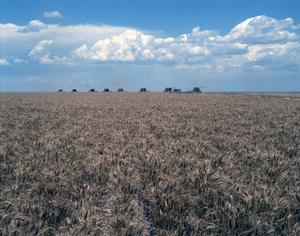[Wheat Harvest at Perrin Farms]