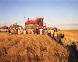 Photograph: [Wheat Harvest at Ford Farm]