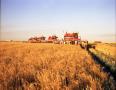 Photograph: [Wheat Harvest at Ford Farm]