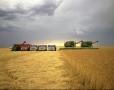Photograph: [Wheat Harvest at the Brown Farm]